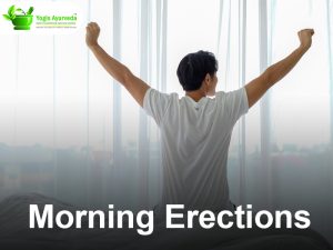 morning erection
